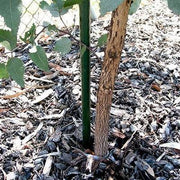 Plastic Coated Garden Stakes