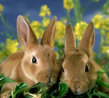 Domestic Rabbit Breeds Female Rex Rabbit Rex Bunny Care 2025