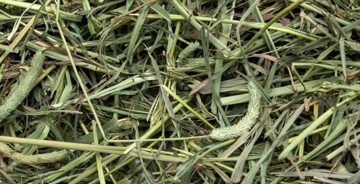 Snapshot of Habra Timothy Hay Digestive Benefits