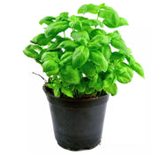 Basil Sweet Herb Plant