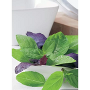 Basil Gourmet Mix Herb Plant