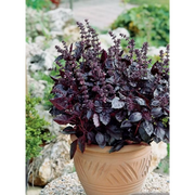 Basil Purple Herb Plant