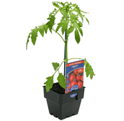 Tomato Apollo Garden Harvest 100mm Pot | Oasis Seedlings