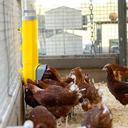 Bainbridge Chook Tower Automatic Feeder: CHICKENS EATING