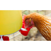 Bainbridge Chook Tower Drinker Waterer: CLOSE UP OF CHICKEN DRINKING