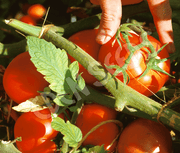 Eden Tomato Seeds