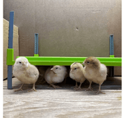 Chick Heating Plate Chicken Brooder with Baby Chickens