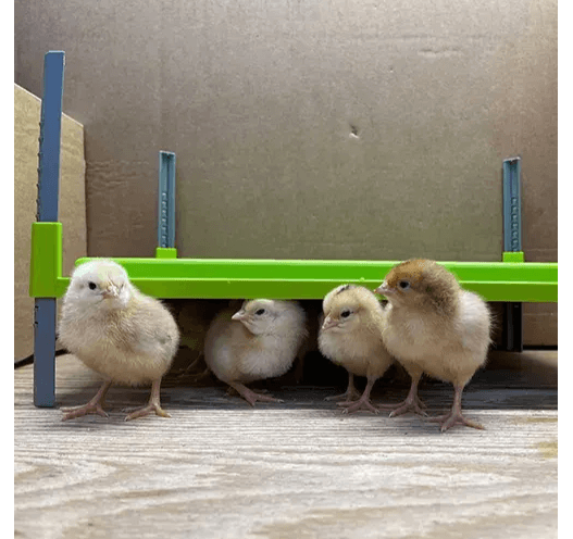 Caleo Chick Heating Plate Chicken Brooder - Enfield Produce