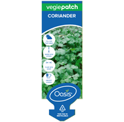 Coriander Vegie Patch Punnet | Oasis Seedlings