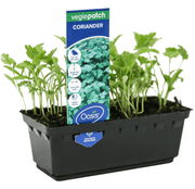 Coriander Vegie Patch Punnet | Oasis Seedlings