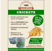 Live Crickets | Minibeasts Reptile Food