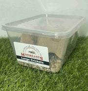 Live Crickets | Minibeasts Reptile Food