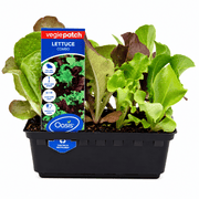 Lettuce Combo Vegie Patch Punnet | Oasis Seedlings