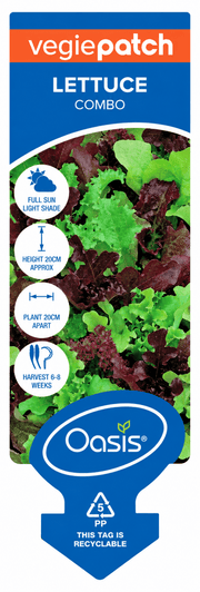Lettuce Combo Vegie Patch Punnet | Oasis Seedlings