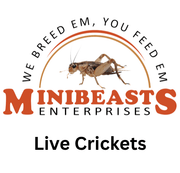Live Crickets | Minibeasts Reptile Food
