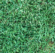 Queensland Blue Couch Lawn Seed