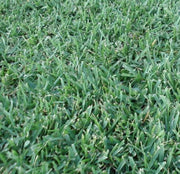 Queensland Blue Couch Lawn Seed