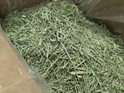 Rabbit Hole Orchard Grass COARSE | Close up of grass