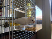 SeedMate Bird Feeder Small with Cockatiel inside