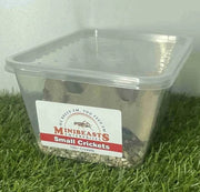 Live Crickets | Minibeasts Reptile Food