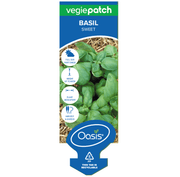 Sweet Basil Vegie Patch Punnet | LABEL Oasis Seedlings