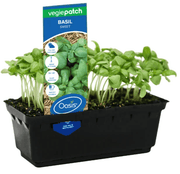 Sweet Basil Vegie Patch Punnet | Oasis Seedlings