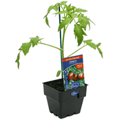 Tomato Black Russian Garden Harvest 100mm Pot | Oasis Seedlings