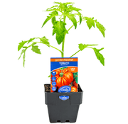 Tomato Beefsteak Garden Harvest 100mm Pot | Oasis Seedlings