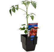Tomato Big Boss Gourmet Harvest 125mm Pot | Oasis Seedlings