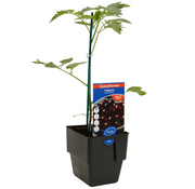 Tomato Black Cherry Gourmet Harvest 125mm Pot | Oasis Seedlings