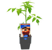 Tomato Boss Gourmet Harvest 125mm Pot | Oasis Seedlings