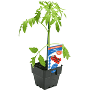 Tomato Cherry Sugargloss Garden Harvest 100mm Pot | Oasis Seedlings