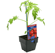Tomato Grosse Lisse Garden Harvest 100mm Pot | Oasis Seedlings