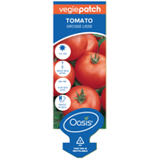 Tomato Grosse Lisse Vegie Patch Punnet | LABEL Oasis Seedlings
