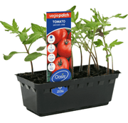 Tomato Grosse Lisse Vegie Patch Punnet | Oasis Seedlings