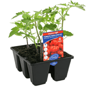 Tomato Heirloom Mix Vegies to Go 6 Cell Pack | Oasis Seedlings