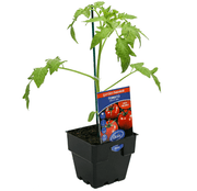 Tomato Mighty Red Garden Harvest 100mm Pot | Oasis Seedlings