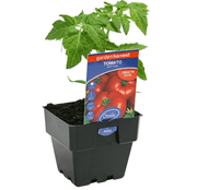 Tomato Pot Tom Garden Harvest 100mm Pot | Oasis Seedlings