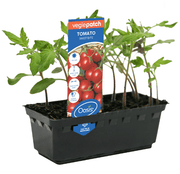 Tomato Sweet Bite Vegie Patch Punnet | Oasis Seedlings