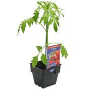 Tomato Tommy Toe Garden Harvest 100mm Pot | Oasis Seedlings