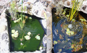 Splosht Small Fishpond (Water Feature Pack)