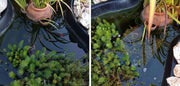 Splosht Large Fishpond (Water Feature Pack)