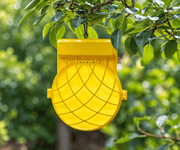 Yellow Fruition Garden Fruit Fly Trap hanging from a tree branch