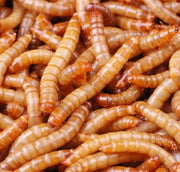 Pisces Mealworms SMALL REGULAR 6000 Bulk Pack (Live) - Enfield Produce: Pet & Garden Supplies