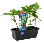 Capsicum Californian Wonder Vegie Patch Punnet | Oasis Seedlings