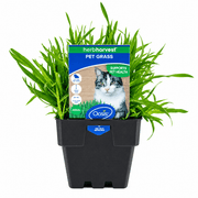 Oasis Herb Harvest cat grass plant in a 100mm pot, front view