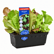 Oasis Lettuce Combo seedlings in a black Vegie Patch punnet with green and red lettuce leaves.