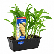 vegie-patch-punnet-angle-png	Angled view of Oasis Sweet Corn seedlings and labelled Vegie Patch punnet