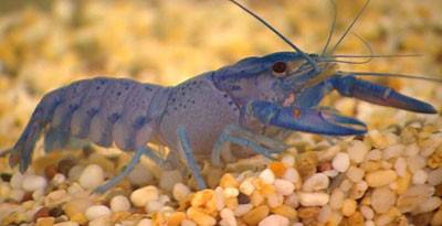 Fresh Water Yabbies for Sale - Enfield Produce