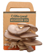 Life Cykel Oyster Mushroom Grow Kits